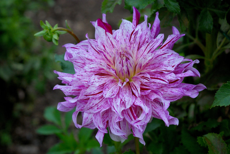 Planting Fields Arboretum