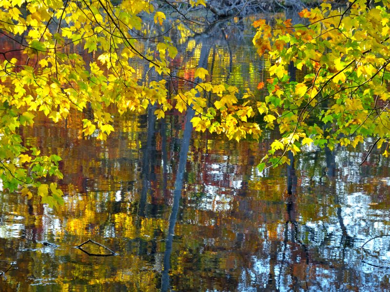 Bailey Arboretum