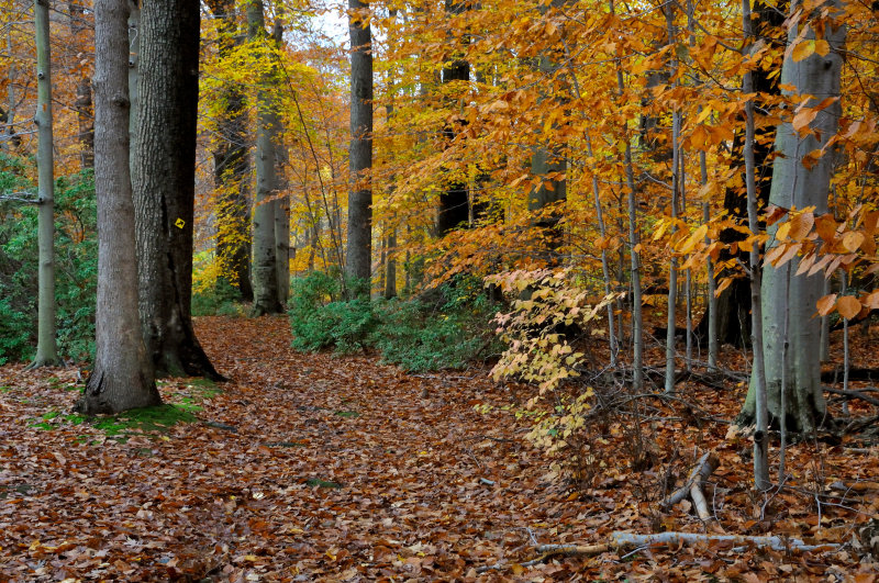 Bailey Arboretum
