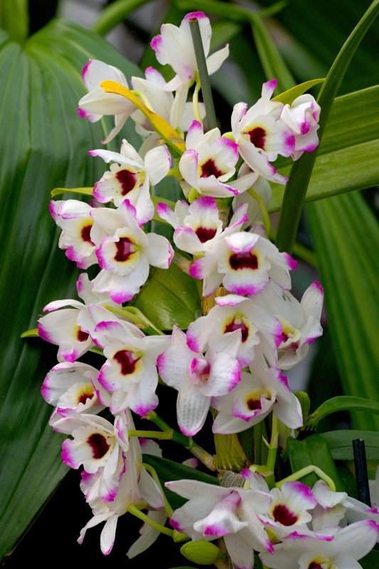 Hicks Nursery