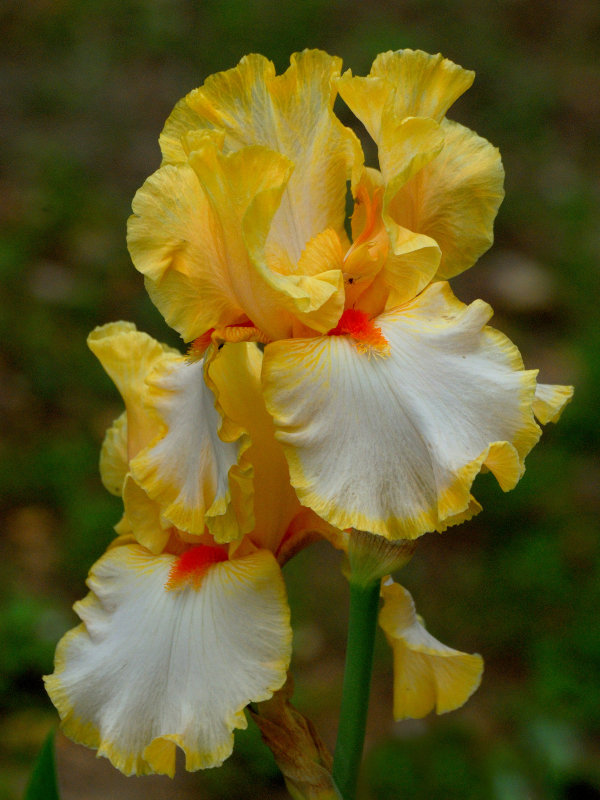 Clark Botanic Garden
