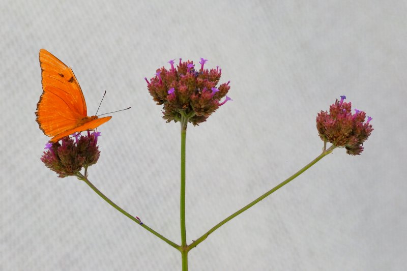 Butterfly Zoo