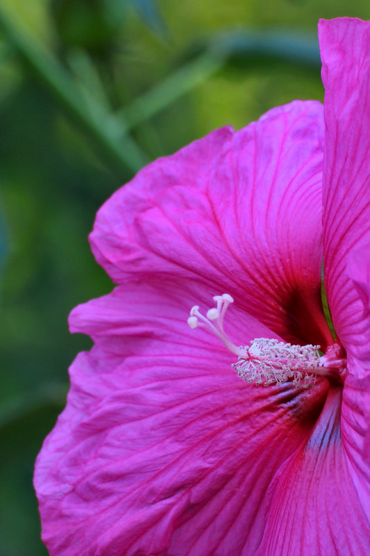 New York Botanical Garden