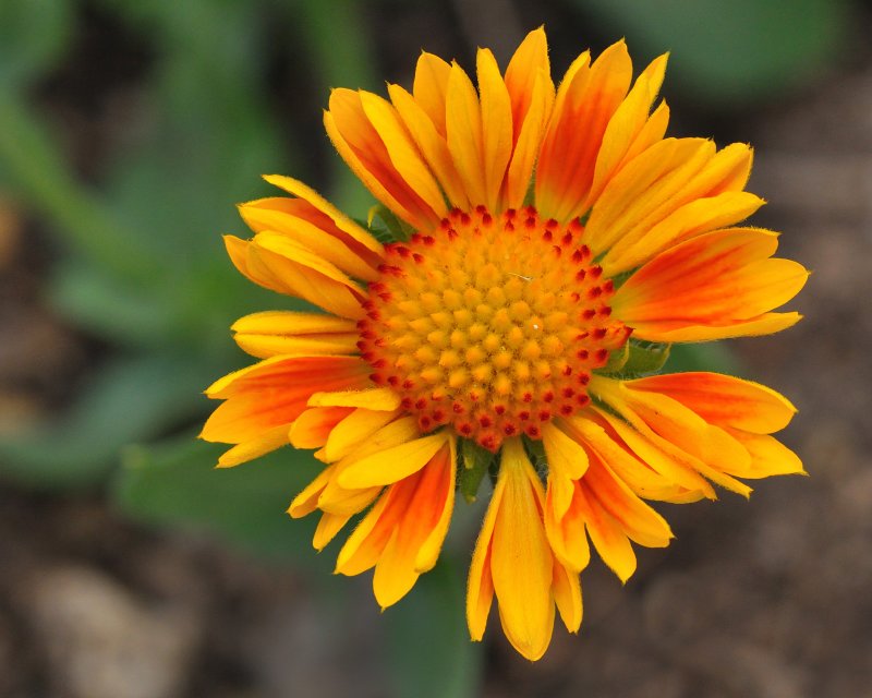 Clark Botanic Garden
