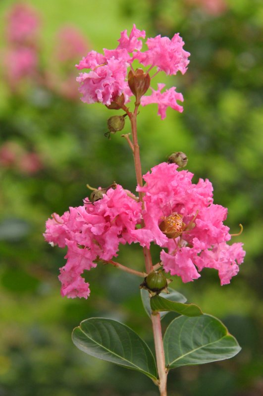 Clark Botanic Garden