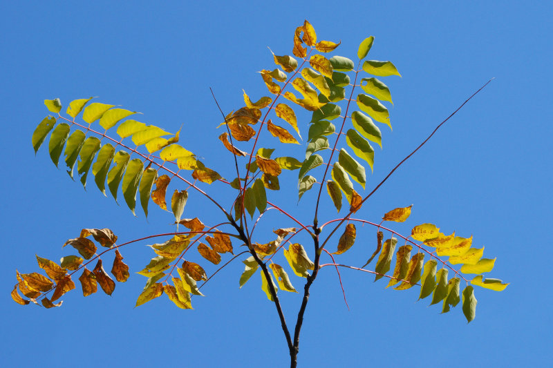 Bailey Arboretum