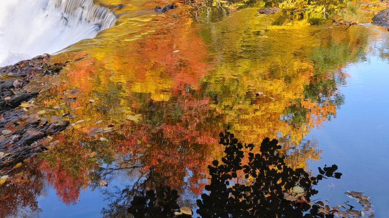 New York Botanical Garden