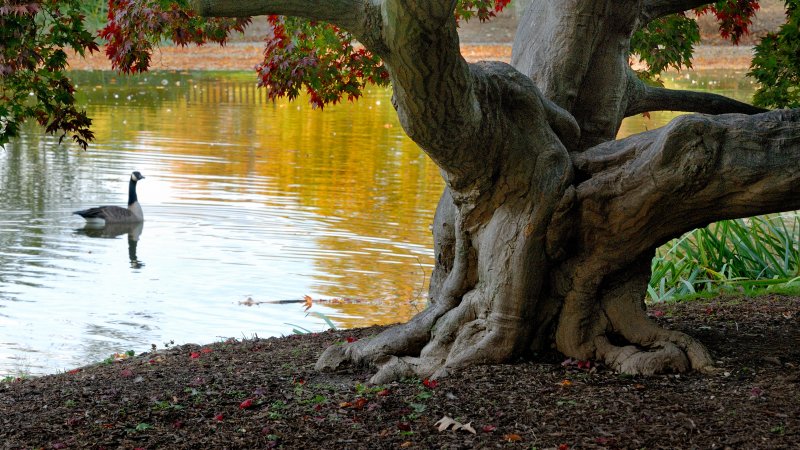 Old Westbury Gardens