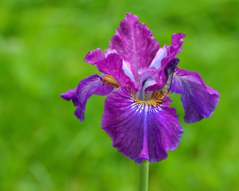 New York Botanical Garden