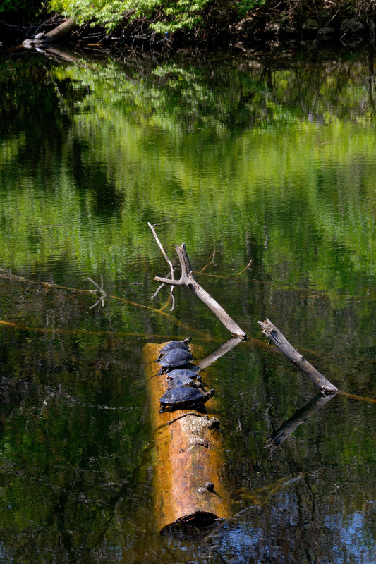 Sands Point Preserve