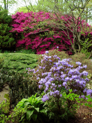 Rock & Native Plant Garden