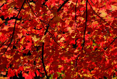 Bailey Arboretum