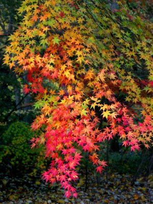 Bailey Arboretum