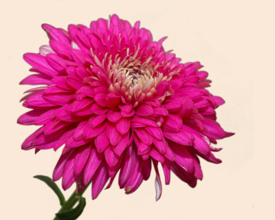 Long Island Chrysanthemum Society