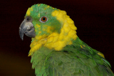 Freeport Parrot Show