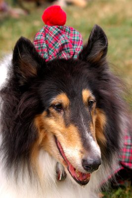 Scottish Games, Old Westbury Gardens