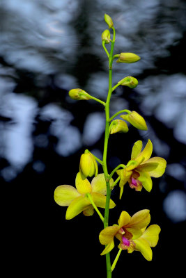 New York Botanical Garden