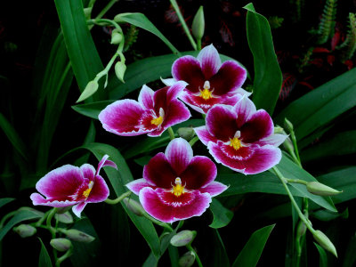 New York Botanical Garden