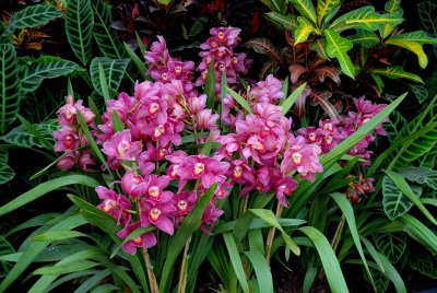 New York Botanical Garden