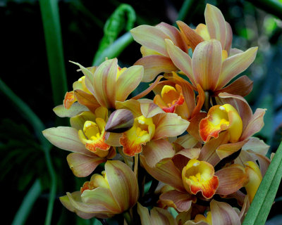 New York Botanical Garden