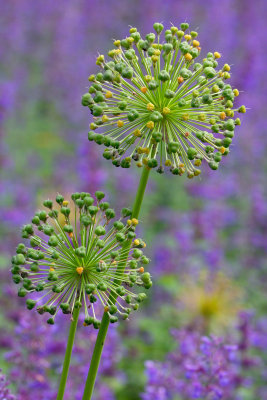 New York Botanical Garden