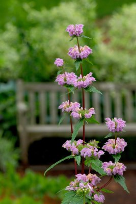 New York Botanical Garden