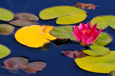 New York Botanical Garden