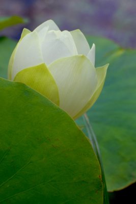 Brooklyn Botanic Garden
