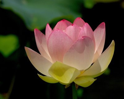 Brooklyn Botanic Garden
