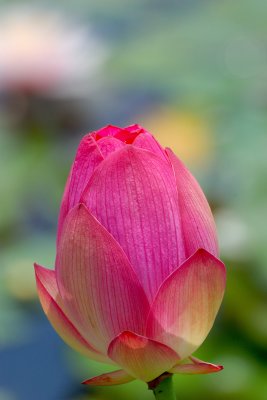 Brooklyn Botanic Garden