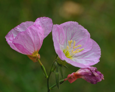 Bailey Arboretum