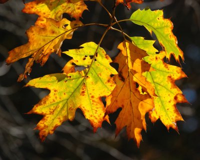 Bailey Arboretum