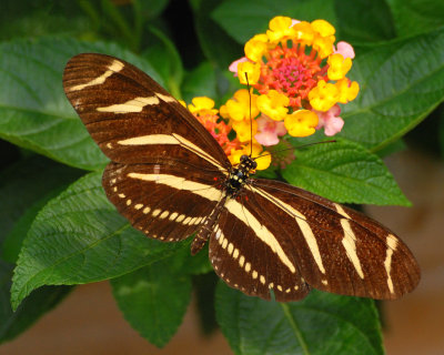 Butterfly Zoo