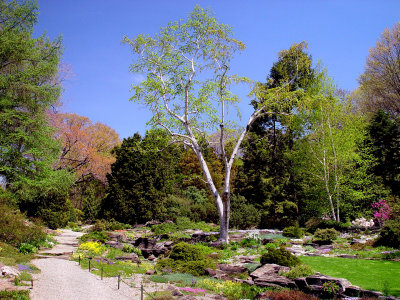 Rock & Native Plant Garden