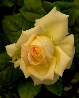 Hicks Nursery