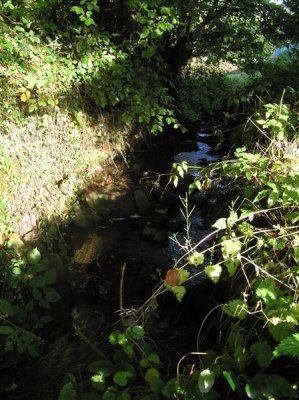 Stream entering from ditch by road