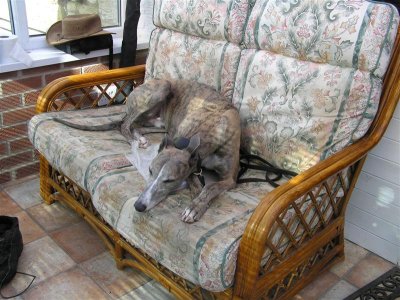 Dillon making himself at home in conservatory