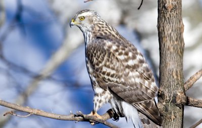 Coopers Hawk (juvenile)