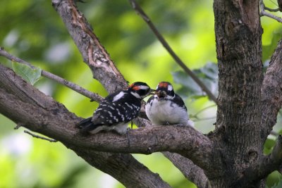 Hairy Woodpecker with Baby