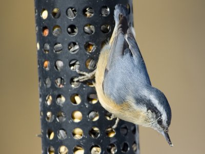 Red-breasted Nuthatch