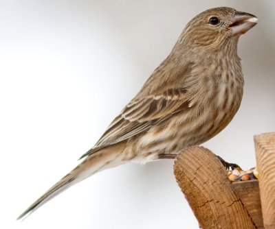 House Finch (female)  100percentCrop.jpg