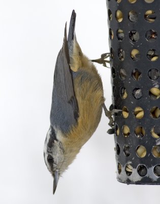 Red-breasted Nuthatch