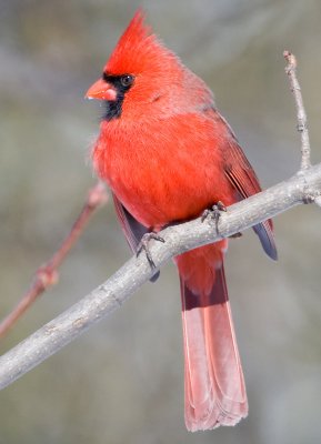 Northern Cardinal