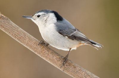 White-breasted Nuthatch