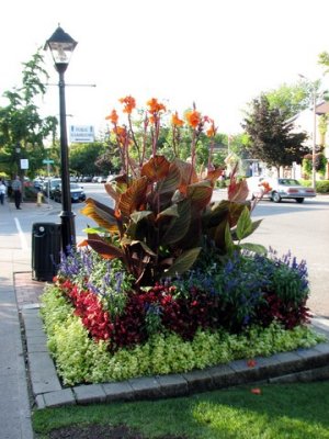 I don't know what these flowers are, but I like them