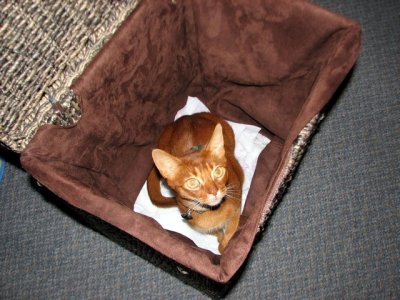 Cat in the Hamper