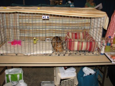 Finn's cage - it's a double as Clancy was expected to attend as well