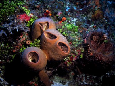 Sponges