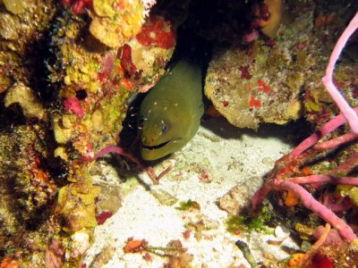 Moray eel