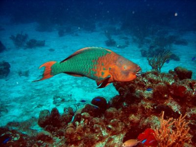 Parrot fish